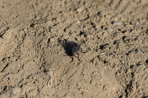 iNaturalist observation photo of Typical Flesh Flies
