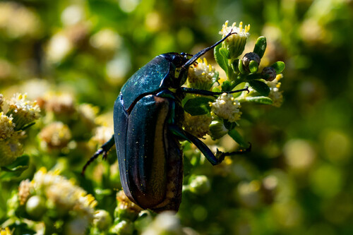 iNaturalist observation photo of Figeater Beetle