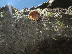 Psilocybe muliercula