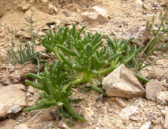 Mesembryanthemum cryptanthum