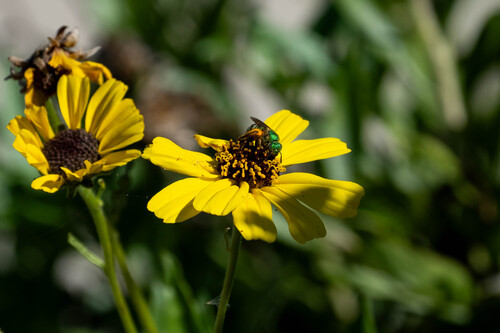iNaturalist observation photo of Fine striped sweat bee
