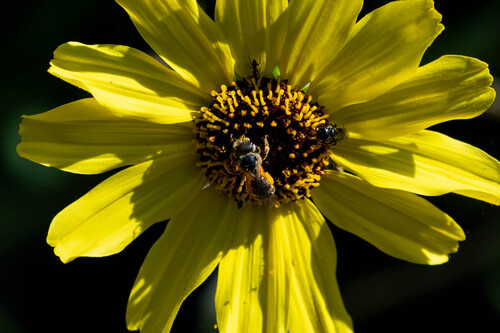 iNaturalist observation photo of Ligated Furrow Bee