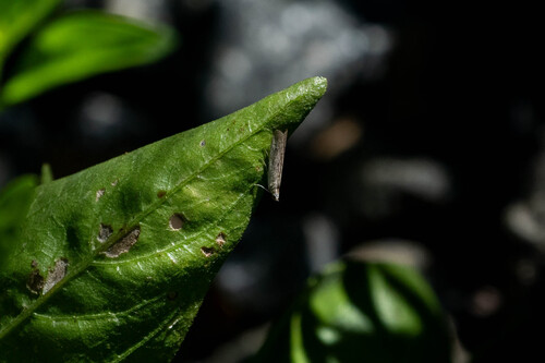iNaturalist observation photo of Knot-horn Moths