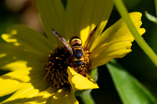 iNaturalist observation photo of Hidalgo Mason Wasp