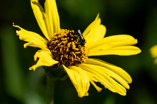iNaturalist observation photo of Zadontomerus