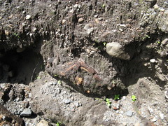 Psilocybe muliercula