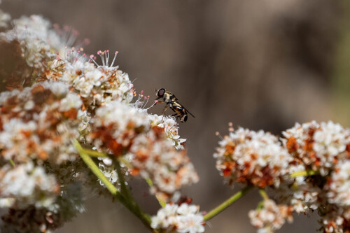 iNaturalist observation photo of Thick-legged Hover Fly