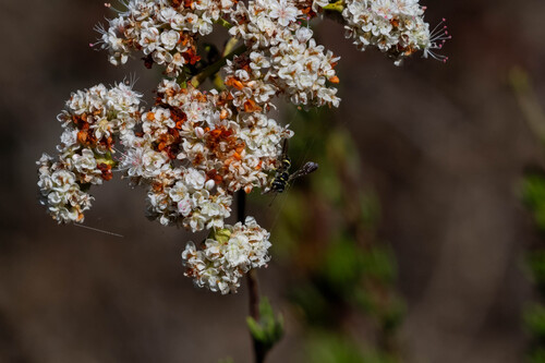 iNaturalist observation photo of Cerceris convergens