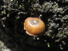 Psilocybe muliercula