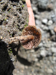 Psilocybe muliercula