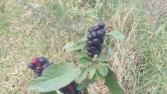 Phytolacca icosandra