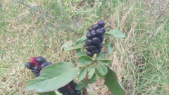 Phytolacca icosandra