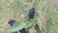 Phytolacca icosandra