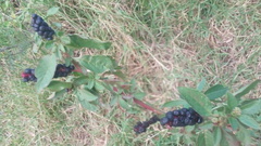 Phytolacca icosandra