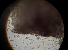 Psilocybe muliercula