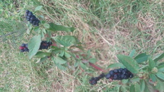 Phytolacca icosandra