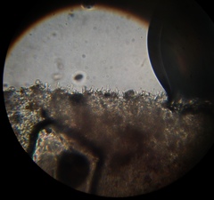 Psilocybe muliercula