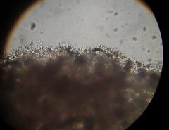 Psilocybe muliercula