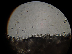 Psilocybe muliercula