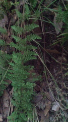 Myriopteris myriophylla