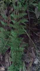 Myriopteris myriophylla