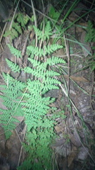 Myriopteris myriophylla