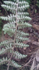 Myriopteris myriophylla