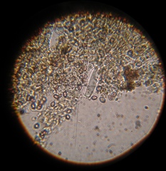 Psilocybe muliercula