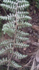 Myriopteris myriophylla