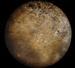 Psilocybe muliercula