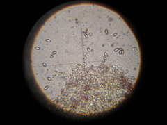 Psilocybe muliercula