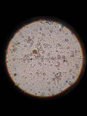 Psilocybe muliercula