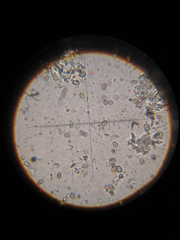 Psilocybe muliercula