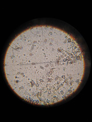 Psilocybe muliercula