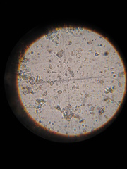 Psilocybe muliercula