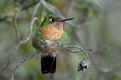 Amethyst-Throated Sunangel photo 3