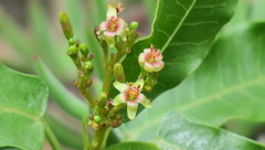 Jatropha capensis