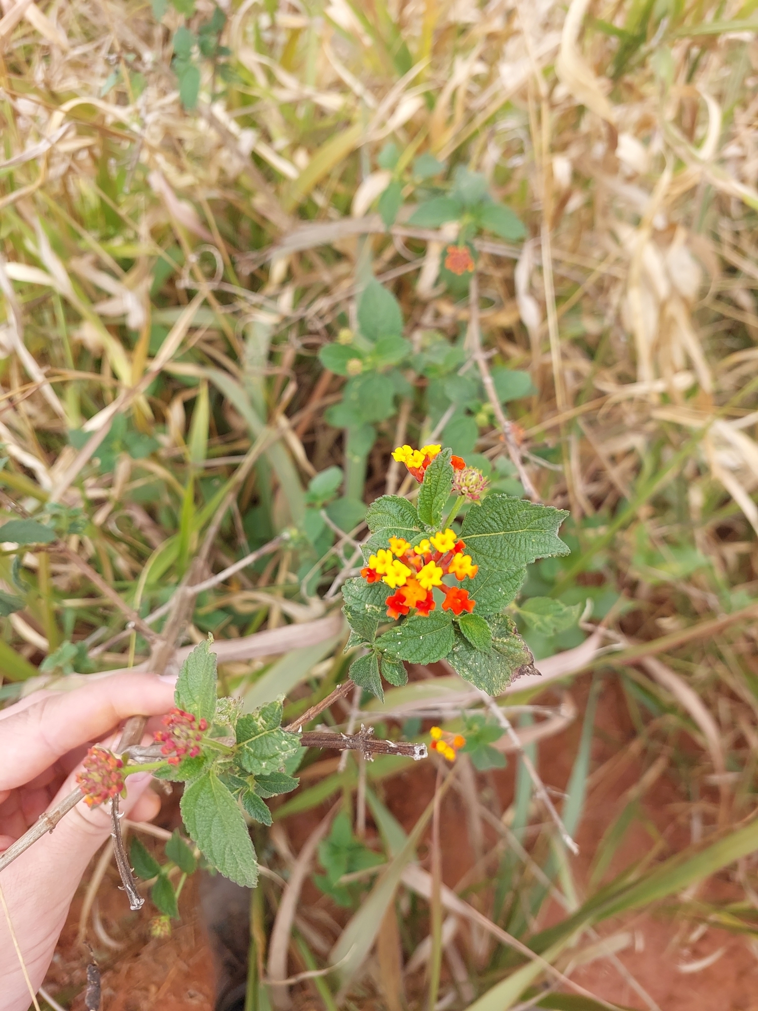 Lantana camara