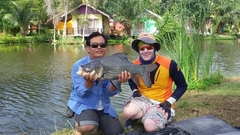 Catlocarpio siamensis