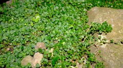 Wimmerella hedyotidea