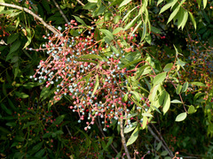 Pistacia terebinthus palaestina