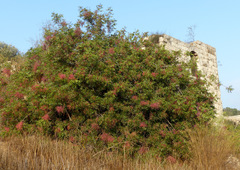 Pistacia terebinthus palaestina