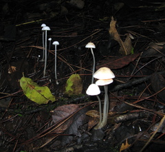 Entoloma sericellum