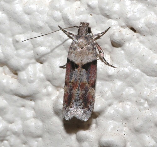 Palo Verde webworm photo 3