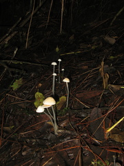 Entoloma sericellum