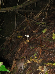 Entoloma sericellum