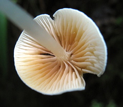 Entoloma sericellum