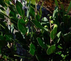 Olea capensis capensis