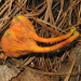 Erythrophylloporus aurantiacus - Photo (c) Alan Rockefeller, some rights reserved (CC BY), uploaded by Alan Rockefeller