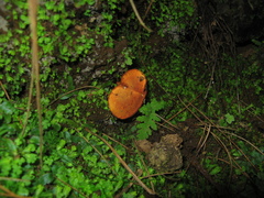 Phylloporus aurantiacus